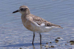 A rare New Zealand Dotterel. Photo / Greg Bowker