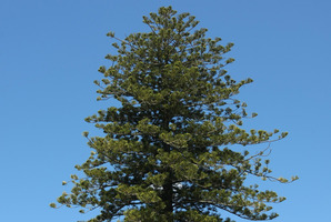 Protection will remain for trees on a council-compiled list. Photo / Chris Gorman