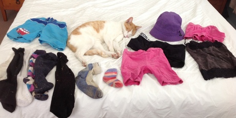 Angus has stepped up his habit of bringing home toys, clothes and food, leaving his Napier owners bewildered. Photo / Supplied