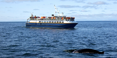 The Whale Alerts app tries to prevent ships from colliding with whales. Photo / Thinkstock