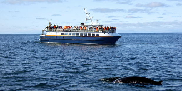 The Whale Alerts app tries to prevent ships from colliding with whales. Photo / Thinkstock