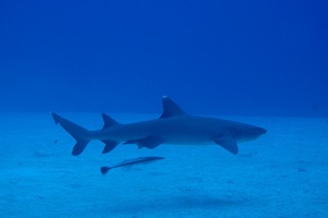 A white tip reef shark swimming off the coast of Rarotonga. Photo / Shaun Gilmour