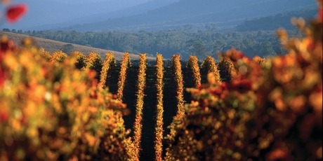 The vineyards of the Yarra. Photo / Supplied
