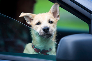 Dogs need plenty of water and shade in the warmer months, and become distressed if left locked in hot cars. Photo / File / Thinkstock