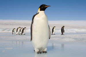 Rising temperatures cause huge ice blocks to slide off the continent into the sea, raising water levels, scientists say. Photo / Thinkstock