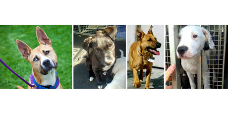 For rescue: Strider, a 9-month-old male akita-heeler cross; Brandi, a 7-month-old shepherd cross; Snoopy, a 4-month-old male labrador cross; and Pudding, a 4-month-old female labrador cross.