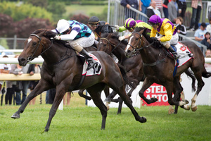Habibi takes a step up by winning the Great Northern Guineas at Ellerslie yesterday. Photo / Natalie Slade