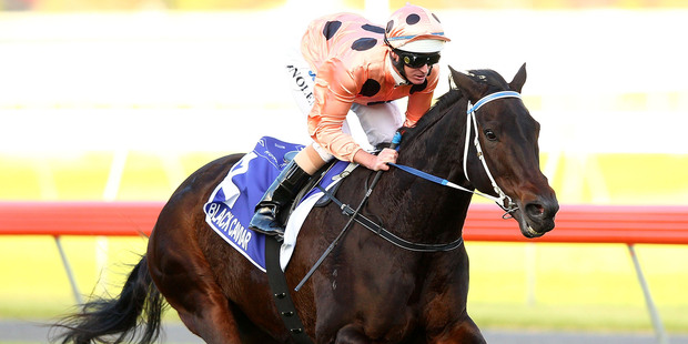 Black Caviar gave Australian racegoers plenty to cheer about, certainly much more than they enjoyed in the past spring with the Damien Oliver betting scandal. Photo / Getty Images