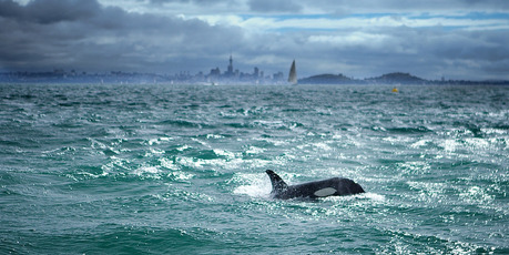The orcas surrounded a boat near Motuihe Island. Photo / Craig Harman