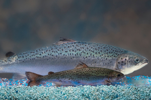 Salmon of the same age but the rear one is genetically modified. Photo / AP