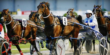 Four Starzzz Flash (No 5) is a top prospect for the feature event at Ashburton today. Photo / Greg Bowker