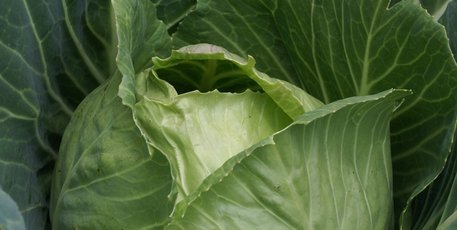 Cruciferous veges like cabbage and cauli don't need an excess of nitrogen. Photo / Supplied