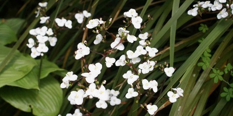 Libertia is hardy enough to withstand the salt, wind and drought. Photo / Supplied