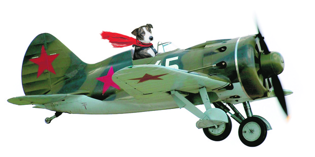 Dogs like Ginny could take off. Photo / SPCA