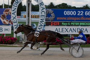 Adore Me in the Sires Stakes Championship is one of several runners who gives the Mark Purdon stable a strong hand at Alexandra Park today. Photo / Steven McNicholl