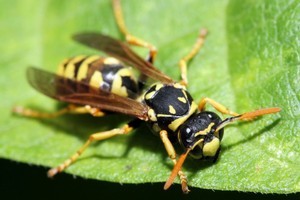 File photo / Thinkstock