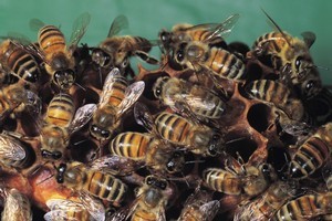 File photo / Thinkstock