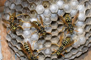 Morris Stretch and his nephew Craig Wilson were collecting firewood when the swarm attacked. Photo / Thinkstock