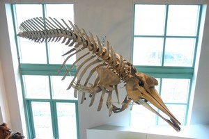 The True's beaked whale (skeleton seen above) is one of the rarest whale species. Photo / Supplied