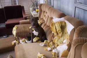Dog for sale. Photo / Supplied