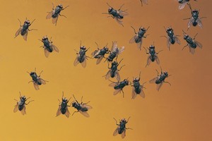 Flies are attracted to food scraps in homes and also to humans' sweaty hands. Photo / Thinkstock