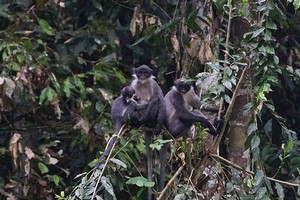 The langurs in Borneo. Photo / Supplied