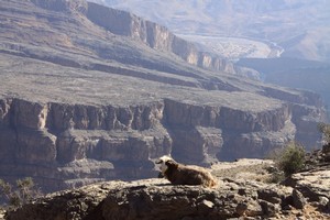 The path to the abandoned village of As Sab clings to the walls of the Grand Canyon of Arabia in Oman. Photo / Jim Eagles