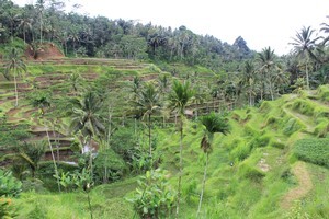 Rice paddies in Bali, Indonesia. Photo / Mauricio Olmedo-Perez