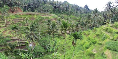 Rice paddies in Bali, Indonesia. Photo / Mauricio Olmedo-Perez