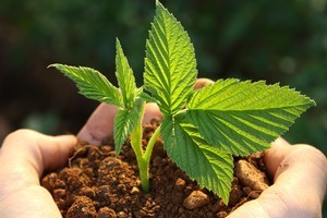 Extending an altruistic hand tidying up another's unkempt, neglected land could see you labelled a 'law-breaker'. Photo / Thinkstock