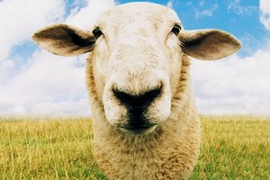 Not kidding ewe! Sheep are stars amongst domestic animals for their vast genetic diversity. Photo / Thinkstock