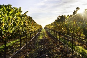 John Hawkesby takes his hat off to those souls who've taken the path to owning their own vineyard. Photo / Thinkstock