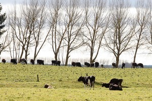Crafar farm. Photo / Christine Cornege