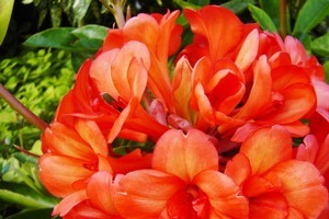 Rhododendron 'Jaffa' are just the flowers to spruce up a garden in the summer time. Photo / Supplied