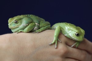 The fringe-limbed tree frog is thought to be extinct in the wild. Photo / Getty Images