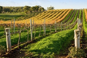 Stephen Bennett is pleased to see New Zealanders are not only appreciating their own wine, but, are becoming more familiar with styles from other countries. Photo / Thinkstock