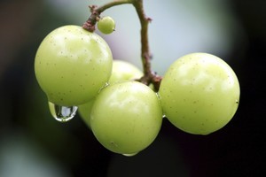 An oversupply of summer rain portends a shortage of grapes for winemakers, so prices will very likely rise. Photo / Thinkstock