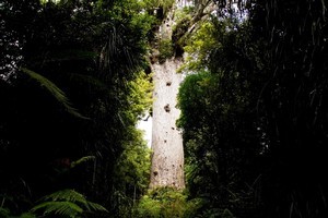 At night Tane Mahuta appears to float in the Waipoua Forest. Photo / Dean Purcell
