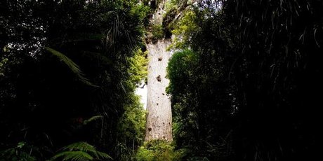 At night Tane Mahuta appears to float in the Waipoua Forest. Photo / Dean Purcell