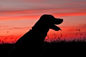 Instead of clamouring for the restoration of their ratepayer subsidy, dog owners should be happy they got away with it for so long. Photo / Thinkstock