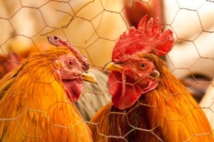 Freeing battery chooks might be on Shelley Bridgeman's bucket list.
Photo / Thinkstock