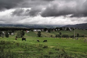 Plenty of rain and plenty of grass growth meant dairy farmers had one of their better summers in many years. Photo / Thinkstock