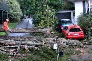 Trees in Birkdale caused serious damage. Photo / Ngaire Jermaine