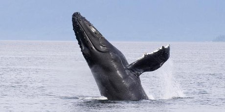 The humpback migration season from June to December provides an extra treat for those walking Western Australia's Cape To Cape trek - one of the world's great nature walks. Photo / Thinkstock