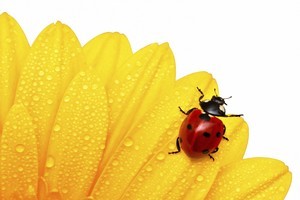 Ladybird larvae will eat aphids and are great garden helpers. Photo / Thinkstock