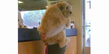 This is what may happen when your pet hears the word vet. Photo / Supplied