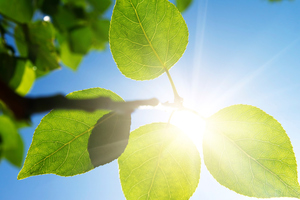 Photo / Thinkstock