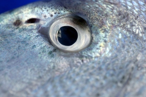 Photo / Thinkstock
