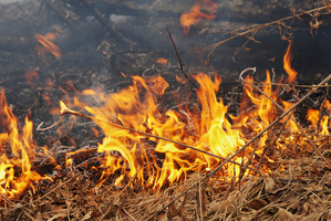 Photo / Thinkstock