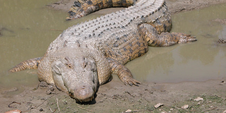 215 saltwater crocodiles were trapped in Darwin Harbour alone, the largest a 4.8m male.
